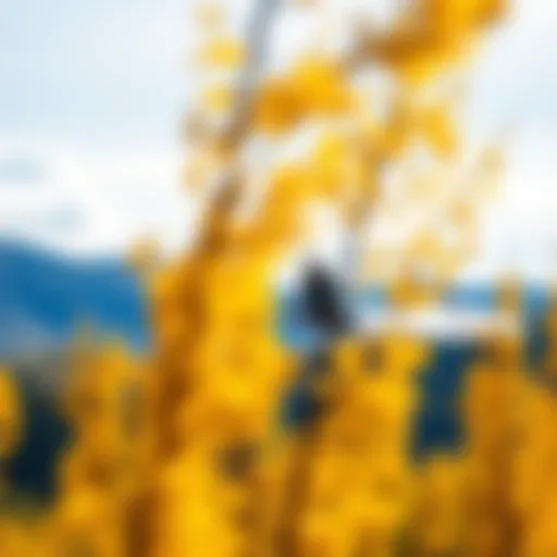 Kiteboarder soaring through the vibrant Aspen landscape
