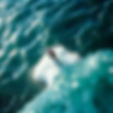 Glide Above the Waves A stunning view of a hydro foil surfer gliding above the water