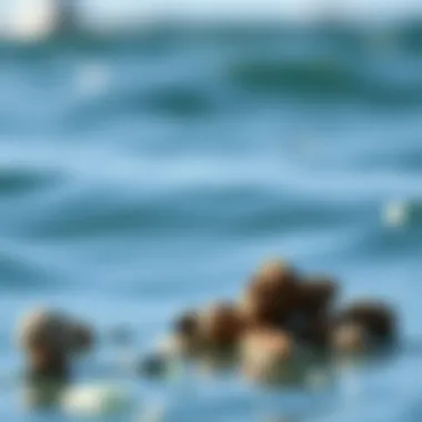 Materials used in a 6/4 wetsuit highlighting their benefits